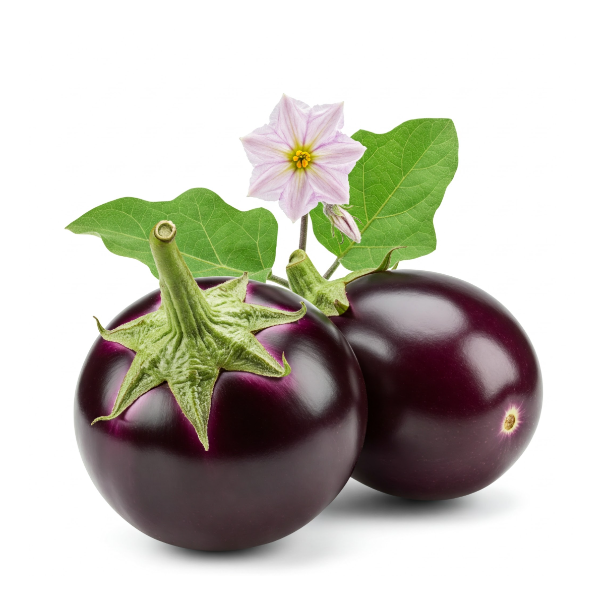 Eggplant -Bianca Sfumata di Rosa