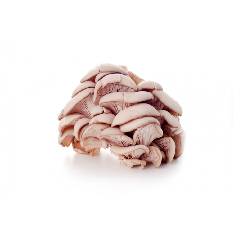 Pleurotus mushrooms