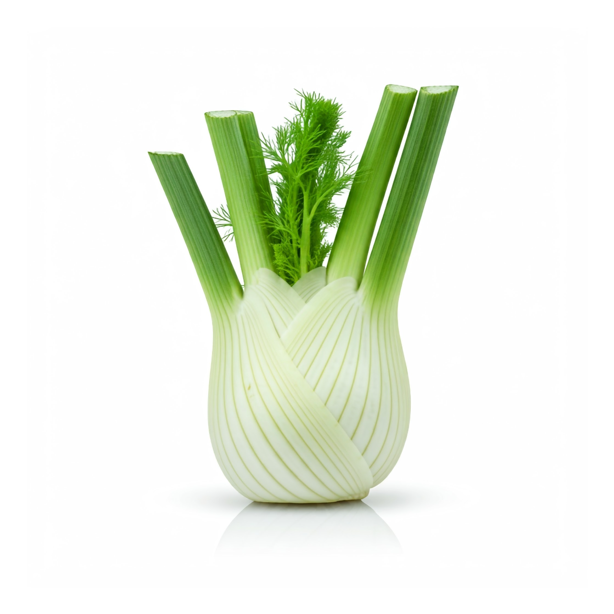 Fennel