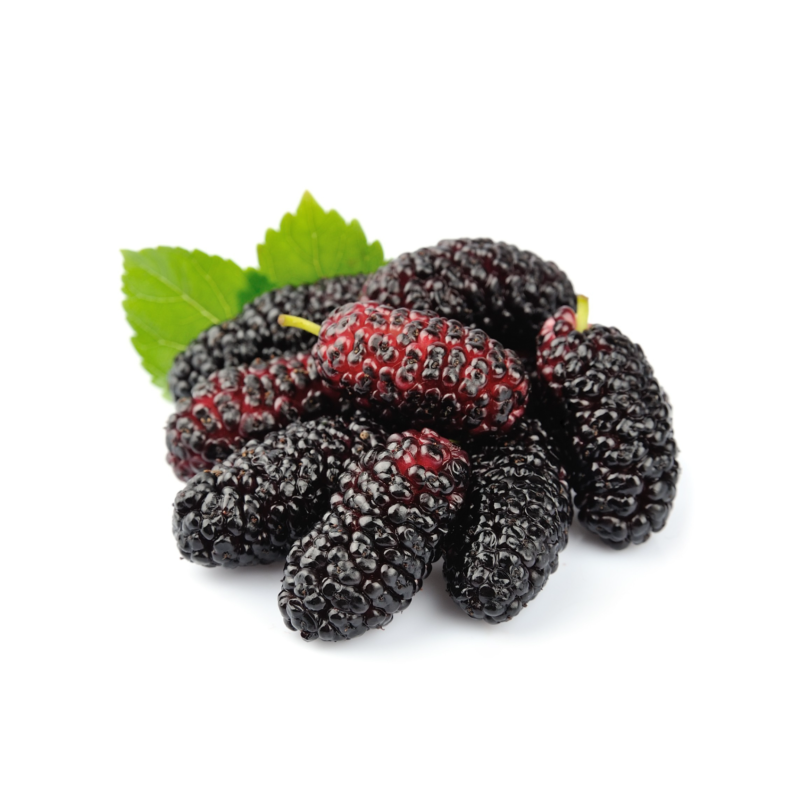 Mulberry